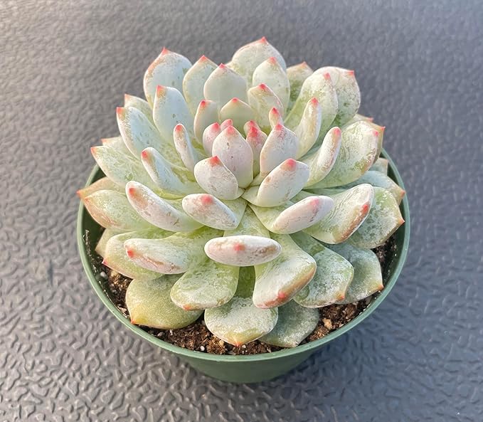 Sprout N Green Echeveria Monroe Excellent, 1 Live Succulent Plant Fully Rooted in 4" Pot, House Plant for Indoor Outdoor Home Office Wedding Decoration DIY Project Party Favor