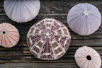 Nautical Crush Trading Sea Urchins Shells for Air Plants - 5 Assorted Coastal Sea Urchin Shells - Hanging Air Plant Holder - Air Plants Live Holders - Air Plant Pot - No Plants Included