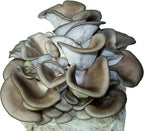 Root Mushroom Farm- Mushroom Liquid Cultures /Over 30 strains Available /King Blue Oyster