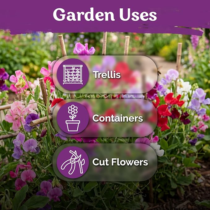 KVITER 50 Knee High Sweet Pea Seeds (Lathyrus Odoratus) - Sweet Peas, Fragrant Compact Blooms, Non GMO, Heirloom Seed Packets - Annual Flower Seeds for Outdoor Garden, Containers, Cut Flowers