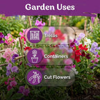 KVITER 50 Knee High Sweet Pea Seeds (Lathyrus Odoratus) - Sweet Peas, Fragrant Compact Blooms, Non GMO, Heirloom Seed Packets - Annual Flower Seeds for Outdoor Garden, Containers, Cut Flowers