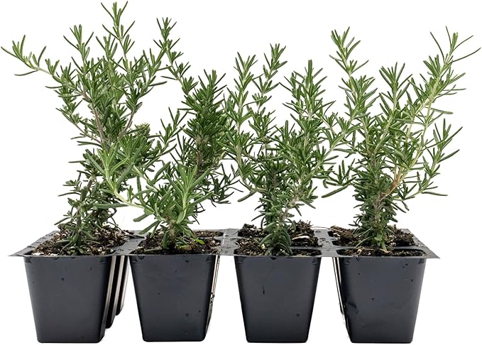 12 Creeping Rosemary in 2.5” Nursery Cubes (Rosmarinus officinalis ‘Prostratus’) | Evergreen Aromatic Groundcover Herb for Rock Gardens, Walls & Containers | Ready-to-Plant Live Starter Plants