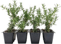 12 Creeping Rosemary in 2.5” Nursery Cubes (Rosmarinus officinalis ‘Prostratus’) | Evergreen Aromatic Groundcover Herb for Rock Gardens, Walls & Containers | Ready-to-Plant Live Starter Plants