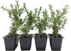 12 Creeping Rosemary in 2.5” Nursery Cubes (Rosmarinus officinalis ‘Prostratus’) | Evergreen Aromatic Groundcover Herb for Rock Gardens, Walls & Containers | Ready-to-Plant Live Starter Plants