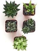 Shop Succulents | Haworthia Collection | Assortment of Hand Selected, Fully Rooted Alluring Miniature Aloe Live Indoor Succulent Plants, 5-Pack