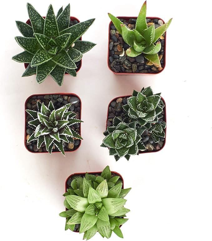 Shop Succulents | Haworthia Collection | Assortment of Hand Selected, Fully Rooted Alluring Miniature Aloe Live Indoor Succulent Plants, 5-Pack