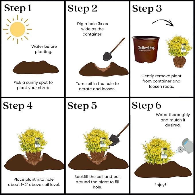 5 Gallon Southern Living Plant Collection Sunshine Ligustrum Privet Shrub