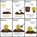 5 Gallon Southern Living Plant Collection Sunshine Ligustrum Privet Shrub