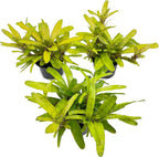 ragnaroc Live Plants – Bromeliad Neoregelia Tigrina, 8-12" in 6" Pot - 1ct - Live Arrival Guaranteed - House Plants for Home Decor & Gift