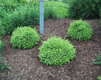 Buxus micro. jap. 'Green Velvet' (Boxwood) Evergreen, #3 - Size Container