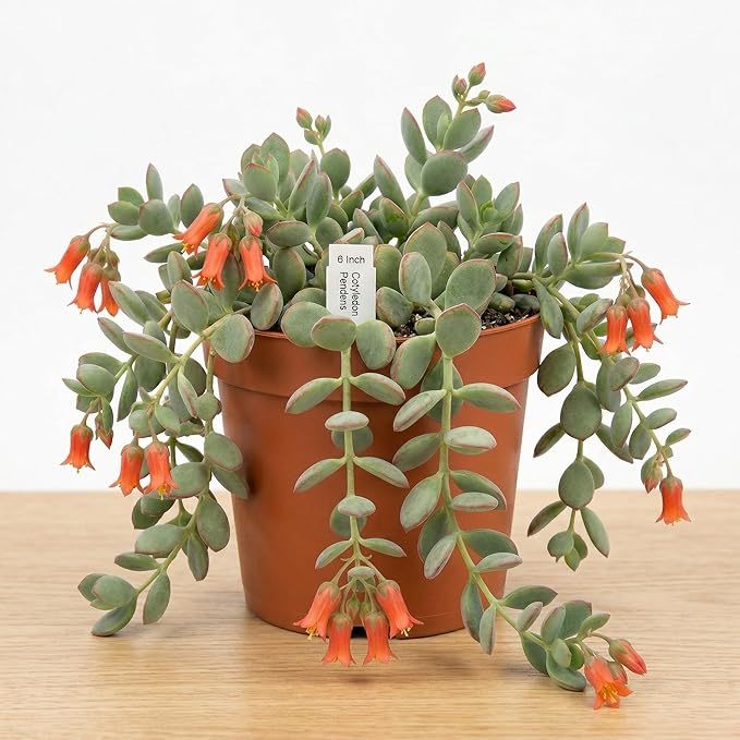 Cotyledon Pendens Succulent Plant Live – 6 Inch Pot | Rare Trailing Houseplant | Easy-Care Indoor Succulent