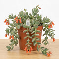 Cotyledon Pendens Succulent Plant Live – 6 Inch Pot | Rare Trailing Houseplant | Easy-Care Indoor Succulent