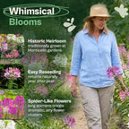 SVI 1600 Spider Plant Seeds (Cleome hassleriana) – Cleome, Spider Pink Flower Seed Packets Bulk, Wildflower Seed – Heat Tolerant Wild Flowers, Annual Cut Flower Seeds for Outdoor Garden, Flowers Beds