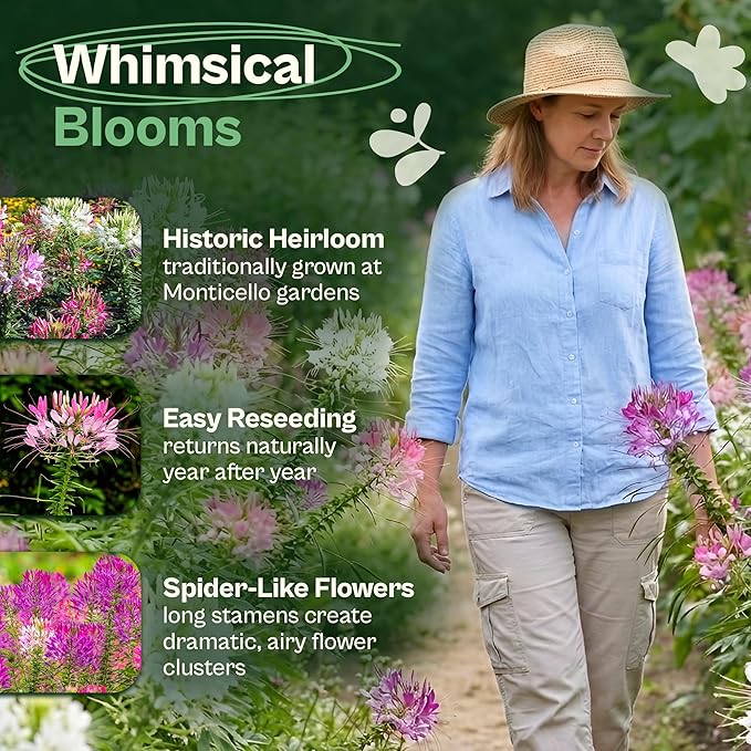 SVI 1600 Spider Plant Seeds (Cleome hassleriana) – Cleome, Spider Pink Flower Seed Packets Bulk, Wildflower Seed – Heat Tolerant Wild Flowers, Annual Cut Flower Seeds for Outdoor Garden, Flowers Beds