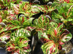 Coleus Wizard Mosaic,Annual Flowers Seed,Easy To Grow, Shade Loving Plant !(100 Seeds)