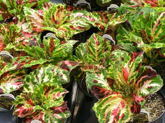 Coleus Wizard Mosaic,Annual Flowers Seed,Easy To Grow, Shade Loving Plant !(100 Seeds)