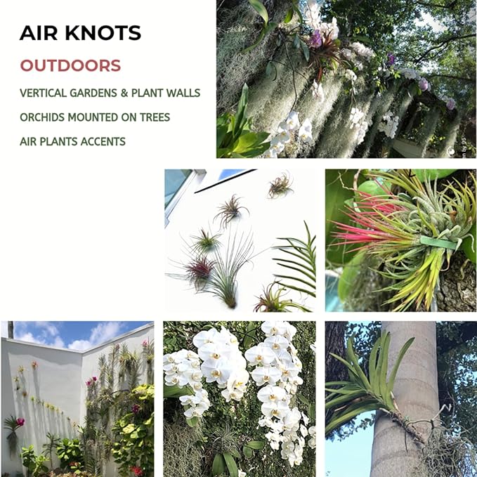 ArtAK Wall Planter Set of 5 Wall Air Plant Holder | Orchid Mount | Wall Mounted Plant Hook for Tree Air Knots G5