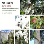 ArtAK Wall Planter Set of 5. Air Plant Holder Orchid Mount Plant Hook | Air Knots S5