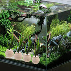 4 PCS Aquatic Plants Fixed Ring Set, Anti-Floating Ceramic for Fixing Water Plants Fish Tank Landscaping Ornaments Aquarium Decoration (White)