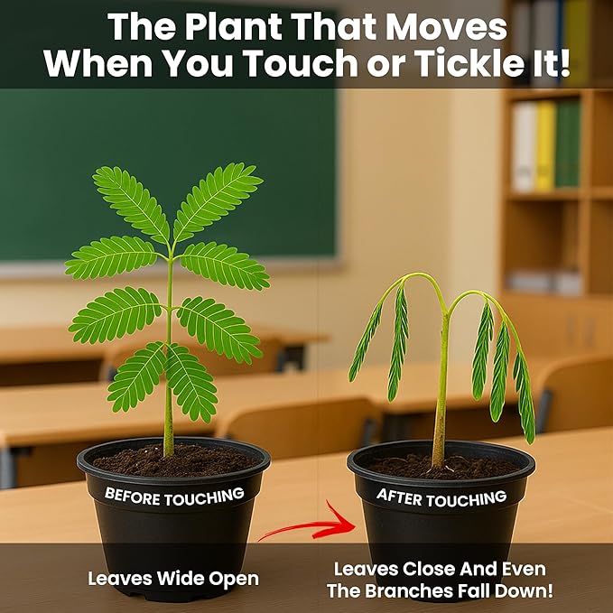 TickleMe Plant Classroom or Homeschool Science Fun Planting Party Kit – for 30 Students – Grow a Sensitive Plant that Reacts to Touch – Includes Activity Book and Seeds for Kids to Plant