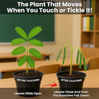 TickleMe Plant Classroom or Homeschool Science Fun Planting Party Kit – for 30 Students – Grow a Sensitive Plant that Reacts to Touch – Includes Activity Book and Seeds for Kids to Plant