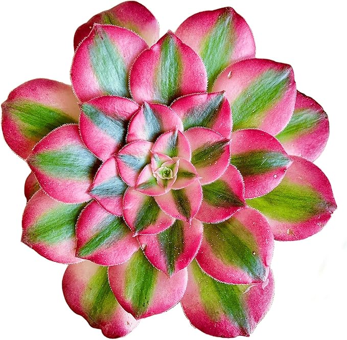 FWPP Succulents Plants Live Echeveria Perle von Nürnberg,Mini Succulents Red 3 inches Mini Succulents,Bare Root Without Pot,Succulent Plant Live Decoration Plant Gifts