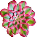 FWPP Succulents Plants Live Echeveria Perle von Nürnberg,Mini Succulents Red 3 inches Mini Succulents,Bare Root Without Pot,Succulent Plant Live Decoration Plant Gifts