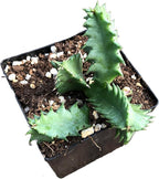 Lifesaver Plant (Huernia zebrina) Live House Plant in 2.5 inch Pot - by Smoke Camp Crafts - Organic Live Plant