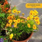 Costa Farms Coreopsis Live Outdoor Plants (2-Pack), Colorful Perennial Flowers in 2-Qt. Grow Pots, Sun-Loving Long-Blooming Tickseed for Garden Beds, Borders, and Patio, Attracts Pollinators