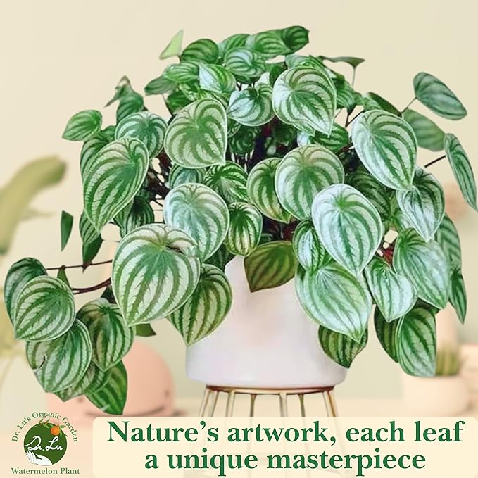 Dr. Lu’s Organic Watermelon Peperomia | Rare Peperomia Live Plant | Rooted Cute Watermelon Plant for Air Purifying | Easy Grow PeperomiaArgyreia in 4'' Nursery Pot