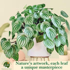 Dr. Lu’s Organic Watermelon Peperomia | Rare Peperomia Live Plant | Rooted Cute Watermelon Plant for Air Purifying | Easy Grow PeperomiaArgyreia in 4'' Nursery Pot