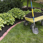 6 Pack of Mixed Heart-Shaped Hosta Bare Roots Plants - Rich Green Foliage, Low Maintenance for Your Home and Garden, Shipped Fresh & Daily from Our Coolers. 1000's Sold