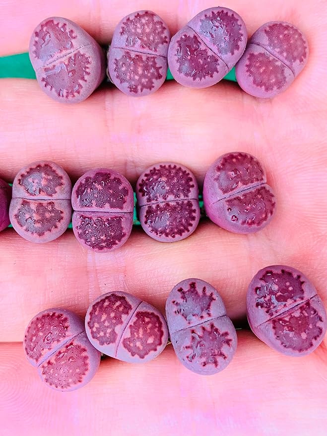 Pack of 3 Rare Lithops Salicola 'Sato's Violet' Bacchus Purple Color Living Stone Plant (Medium)