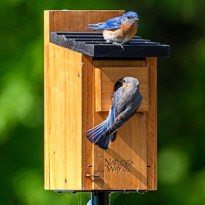 Nature’s Way Cedar Bluebird House for Outdoor Nesting, Predator Guard, Ventilated Design & Easy Access Clean-Out Panel, Natural Wood