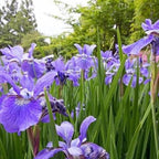 Chalily Iris 'Versicolor', a Great Live Pond Plant for Your Water Garden. Filters The koi and Goldfish Pond. Good for Bogs, Plant Shelf or Shallow Water This marginal Aquatic is a Real Beauty