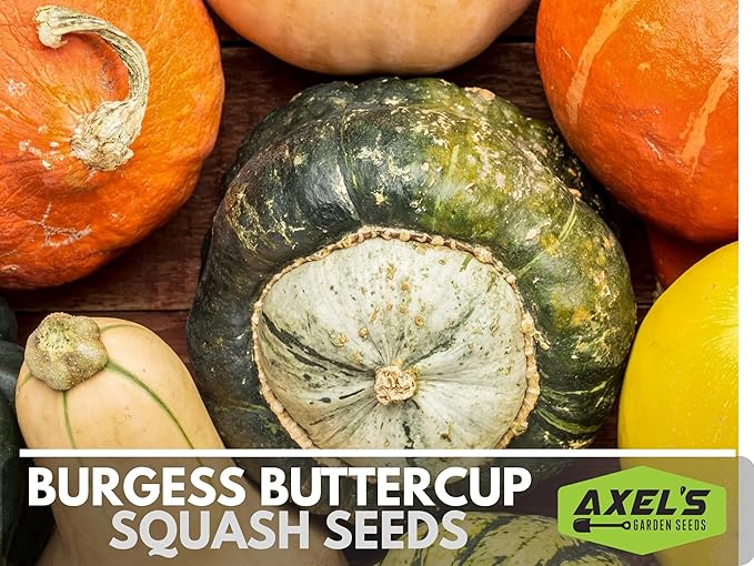 Winter Squash Seeds for Planting – Plant & Grow Burgess Buttercup Squash – Instructions to Plant Non GMO Heirloom Home Outdoor Vegetable Garden – Great Gardening Gift, 1 Packet
