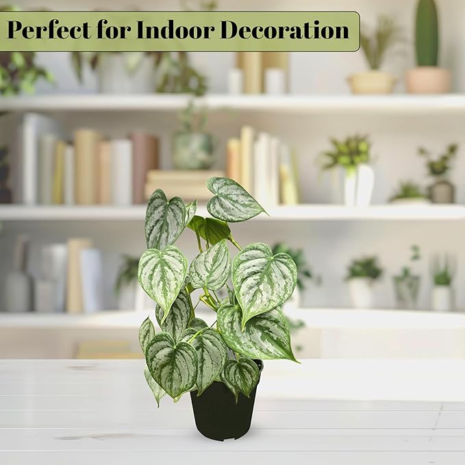 Philodendron Brandi Live Plant [Winter Thermal Packaging Included] | House Live Plants | Living Room Decor, Office Decor, Desk & Bathroom Decor | Silver Leaf | 4.5inch (Ceramic Pot Not Included)