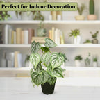 Philodendron Brandi Live Plant [Winter Thermal Packaging Included] | House Live Plants | Living Room Decor, Office Decor, Desk & Bathroom Decor | Silver Leaf | 4.5inch (Ceramic Pot Not Included)