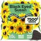 SVI 7500 Black Eyed Susan Seeds (Rudbeckia Hirta) – Black-Eyed Susan Wildflower Seed Packets Bulk, Rudbeckia – Daisy Flower Seeds for Outside & Indoor Flower Garden Containers