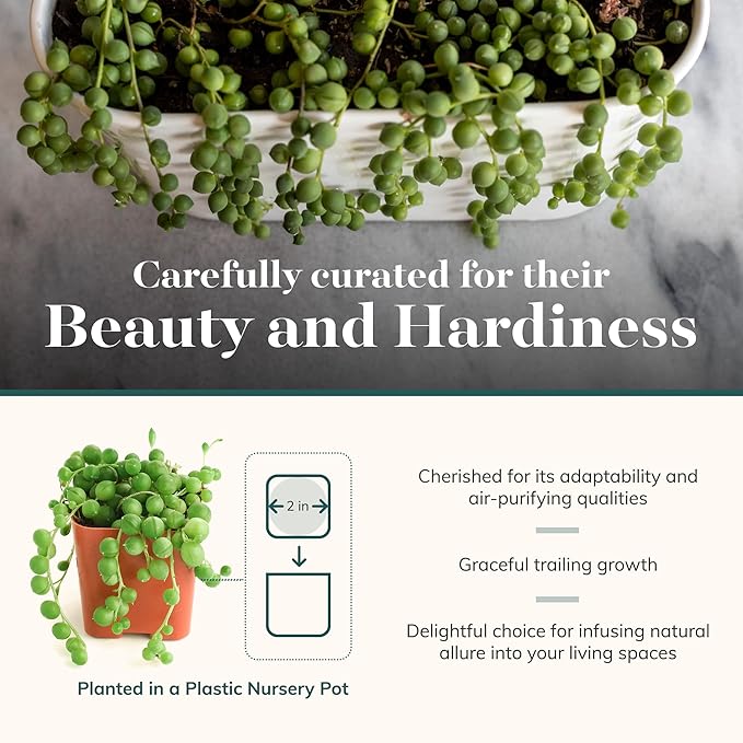 Shop Succulents String of Pearls Succulent Plant 2" Grow Pot Pack of 32