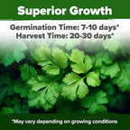 HOME GROWN Cilantro Seeds 250 Calypso & 250 Santo Cilantro for Planting Indoors, Hydroponics or Aerogarden - Heirloom, Non-GMO, Santo Plant, for Your Indoor Herb Garden (Coriandrum sativum)