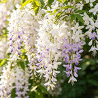 Climbing Jasmine Flower Seeds, 100 Fragrant Plant Seeds Non-GMO, Clerodendrum Seeds for Attracts Pollinators, Garden Home Garden Balcony Climbing Flower