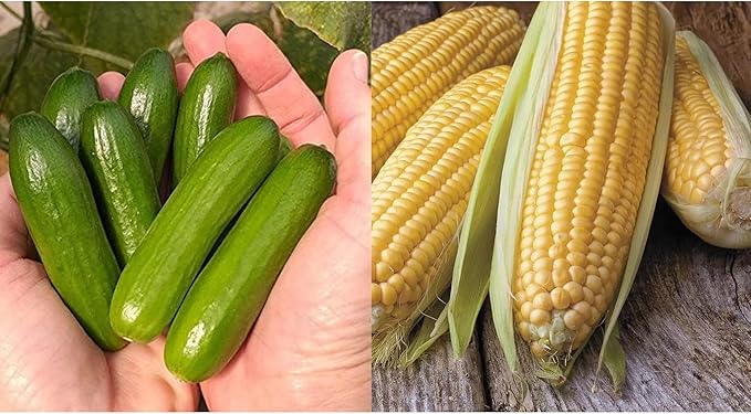Park Seed Garden Combo – Mini-Me F1 Organic Cucumber Seeds & Honey Select Triplesweet Hybrid Corn Seeds | Non-GMO | Easy to Grow | Crisp Cucumbers & Sweet Corn | 2 Pack Bundle