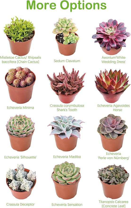 Live Succulents 'Baby Toes' (4-inch), Succulent Plants Fully Rooted in Pots with Soil, Easy-Care House Plant for DIY, Home Office Decor, Wedding Party Favor