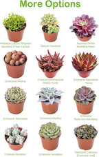 4" Live Succulent Plants Echeveria 'Agavoides Horse', Easy Care Potted Succulents, Indoor Houseplant, Unique Gifts, Home Office Décor