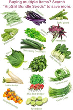 HipGirl Authentic Asian Gourmet Seed Bundle: Green Perilla Shiso (200ct) & Smooth Skin Bitter Melon (10-12ct) | Non-GMO Heirloom Seeds for Summer Gardening, Trellis, & Hydroponics