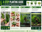 Assorted Mixed Plant Bundle - Live Aquarium Plant - Freshwater - Low | Medium | High Light