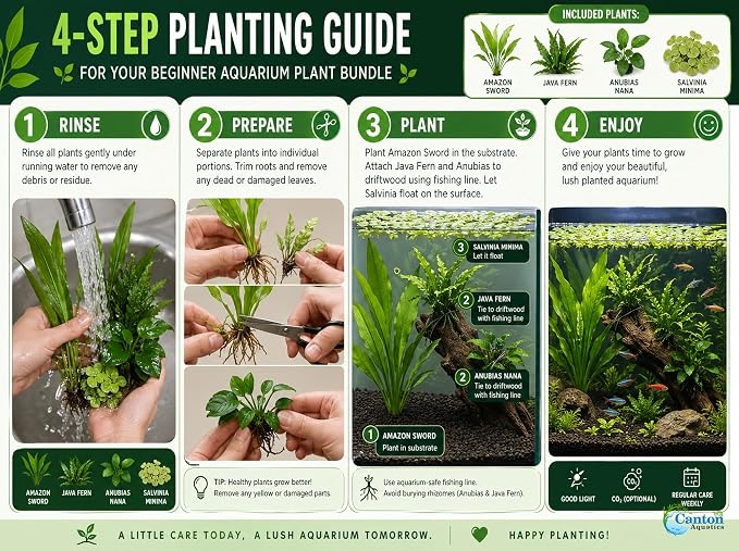 Assorted Mixed Plant Bundle - Live Aquarium Plant - Freshwater - Low | Medium | High Light