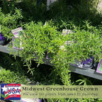 Clovers Garden Trailing Creeping Rosemary Herb Plant – Two (2) Live Plants – Non-GMO - Not Seeds - Each 4" to 8" Tall – in 4" Inch Pots - Cascading Growth, Versatile Uses