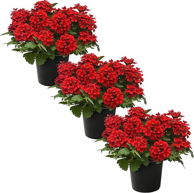 Live Flowering Verbena - Shades of Red (3 Plants Per Pack) - Healthy Flowering Plant - Beautiful Spring Color - 10" Tall by 5" Wide in 1Qt Pot